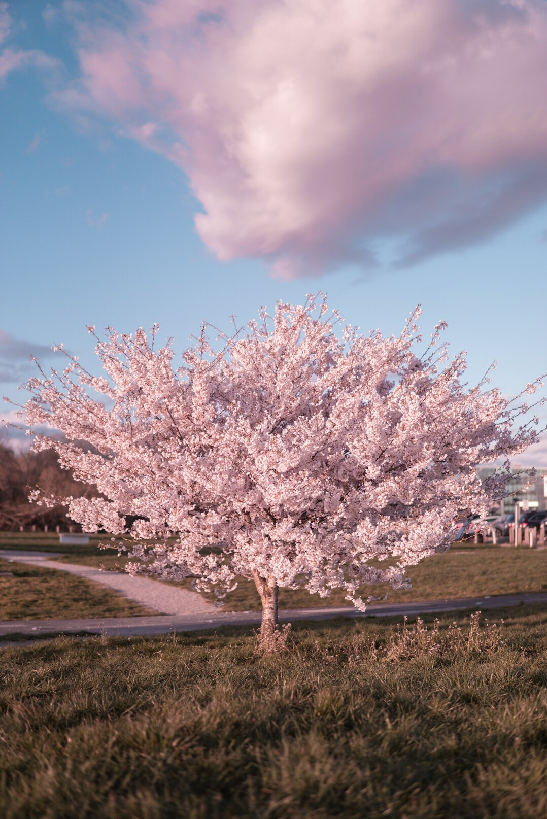 cherry blossom tree